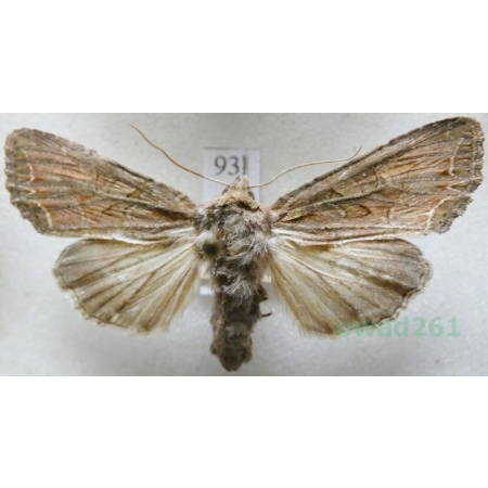 Lacanobia oleracea (Linnaeus, 1758) Piętnówka brukiewka Czech93l